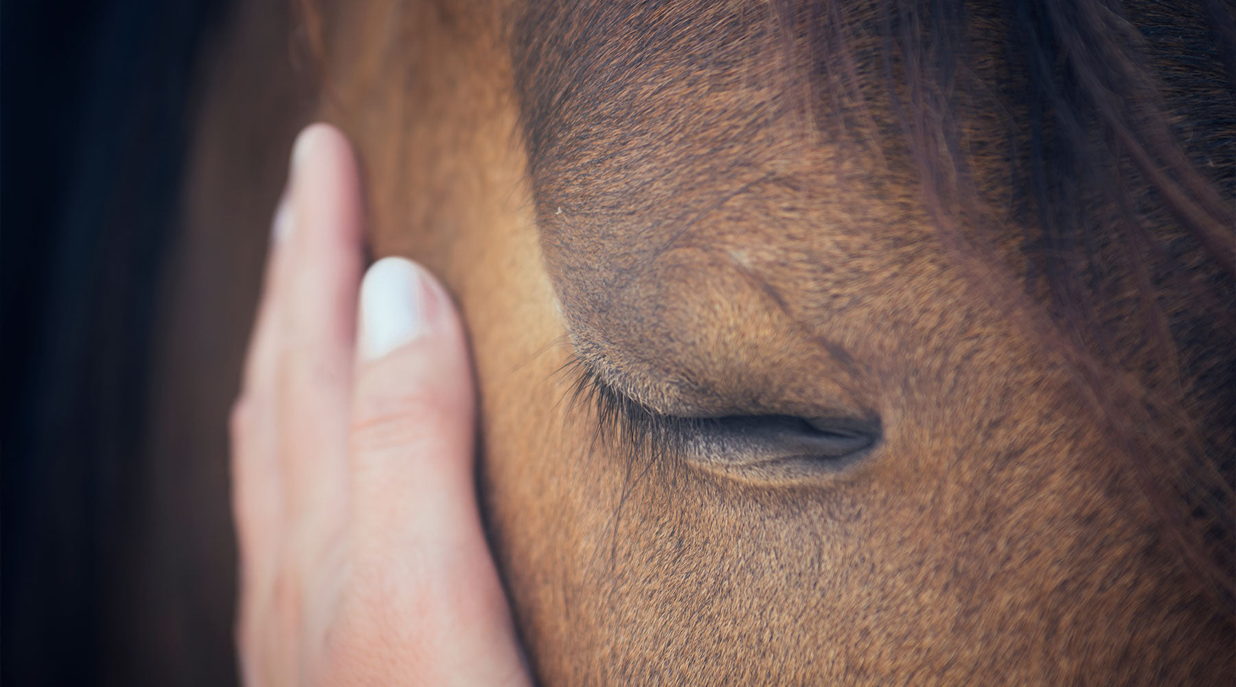 Person's had on horses cheek and the horse's eye is closed