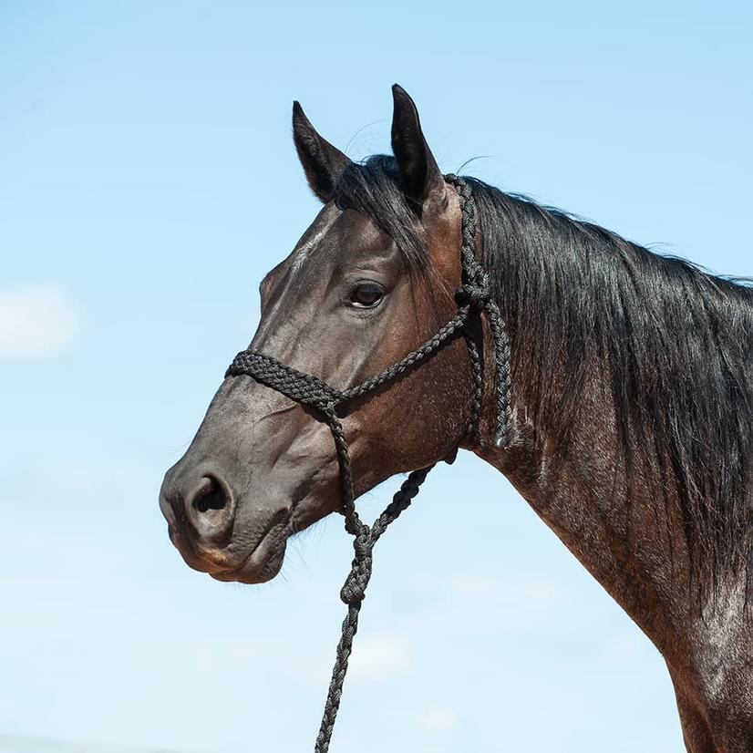 Cashel Tack Standard / Black Cashel Flat Braid Halter With 8' Lead Rope