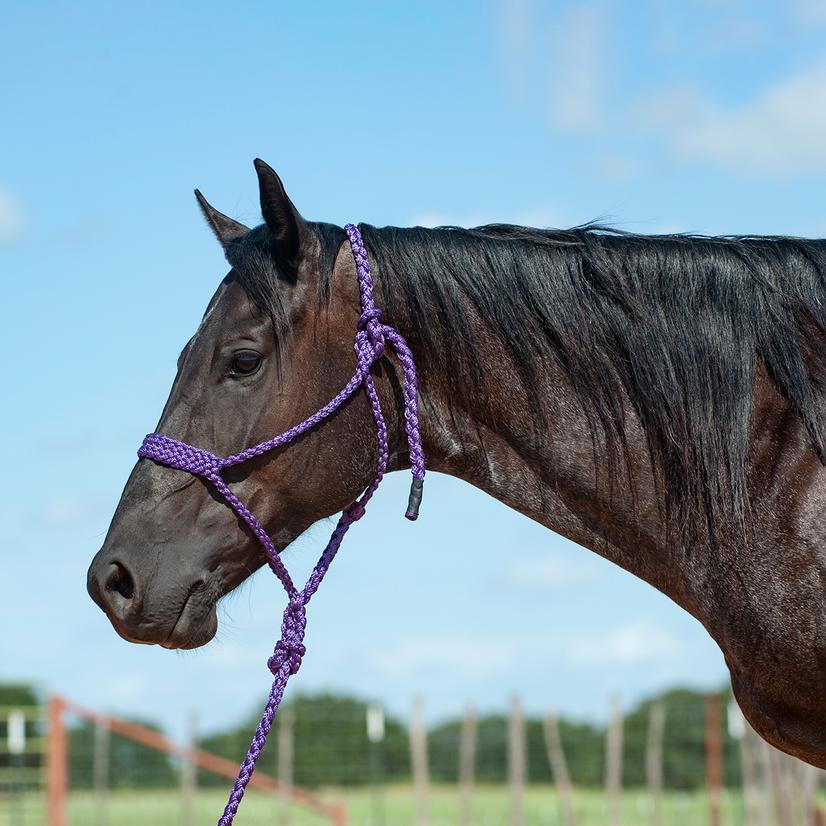 Cashel Tack Standard / Purple Cashel Flat Braid Halter With 8' Lead Rope