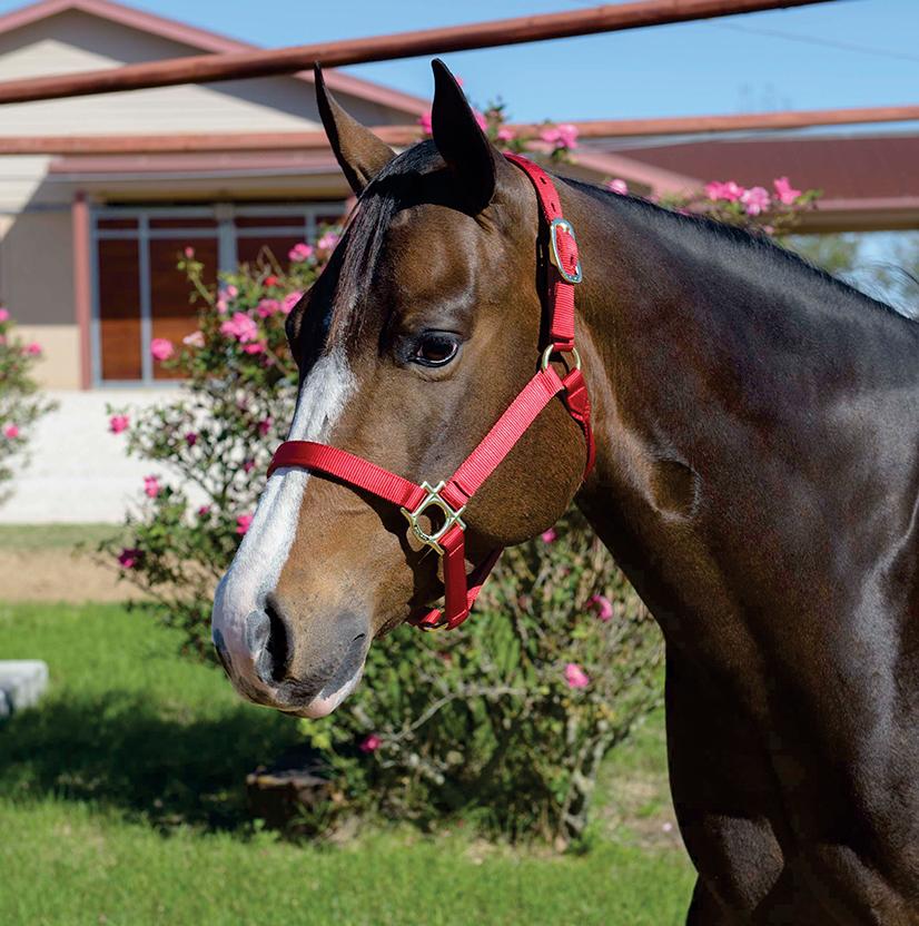 Mustang Tack Mustang 1" Triple Ply Nylon Halter for Regular 800lbs - 1100lbs