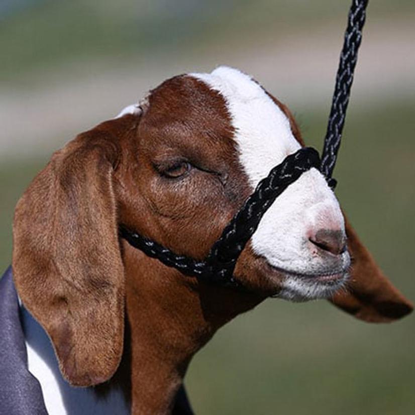 Sullivan's Supply Supplies Black Sullivan's Soft Braid Sheep and Goat Halter - Black