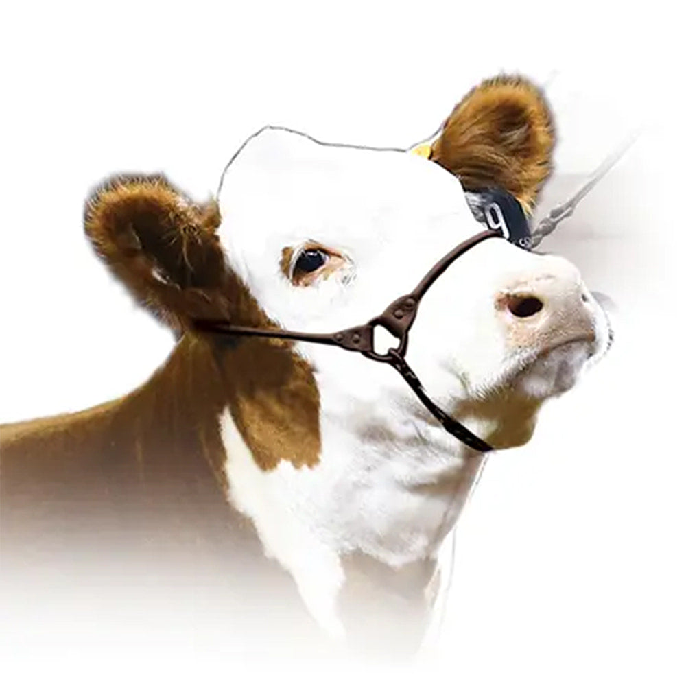 Sullivan's Supply Supplies Brown / Medium Sullivan Supply Incognito Show Halter