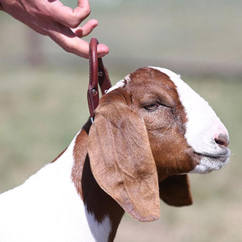 Sullivan's Supply Supplies Brown Sullivan's Leather Handle Goat Collar with Chain
