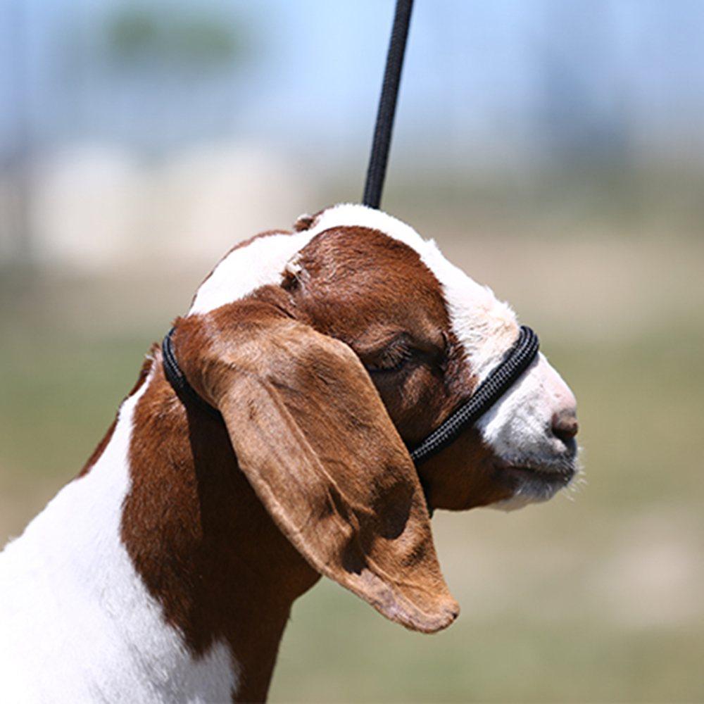 Sullivan's Supply Supplies OSFA / BLACK Sullivan Supply Sheep And Goat Halter With Snap Lead