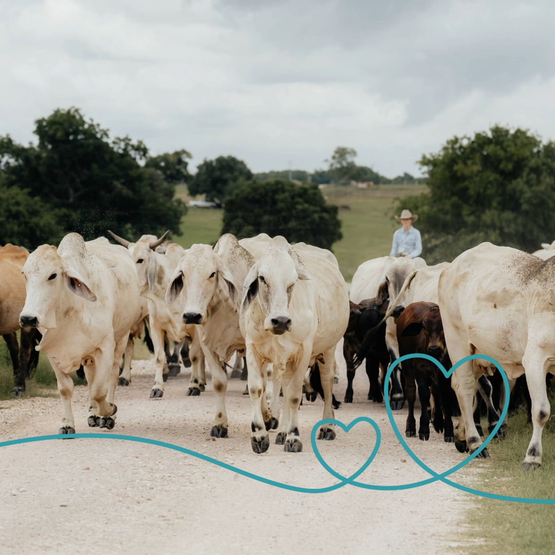 Romantic Rebels: A Western Woman’s Valentine’s Day