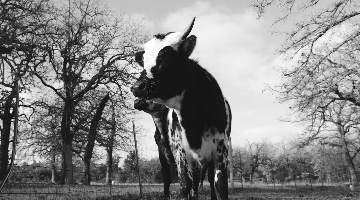 black and white photo of a corriente steer