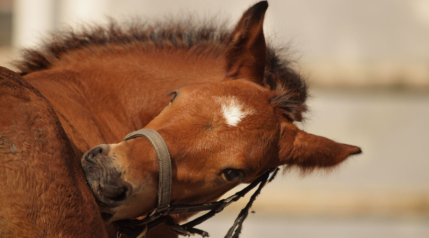 sorrel foal itching his back