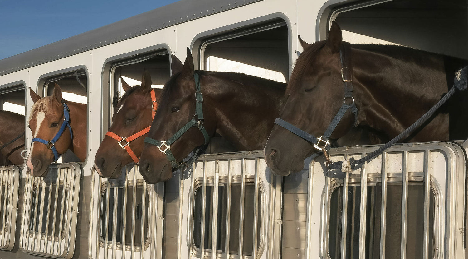 horse in trailer with heads sticking out the side