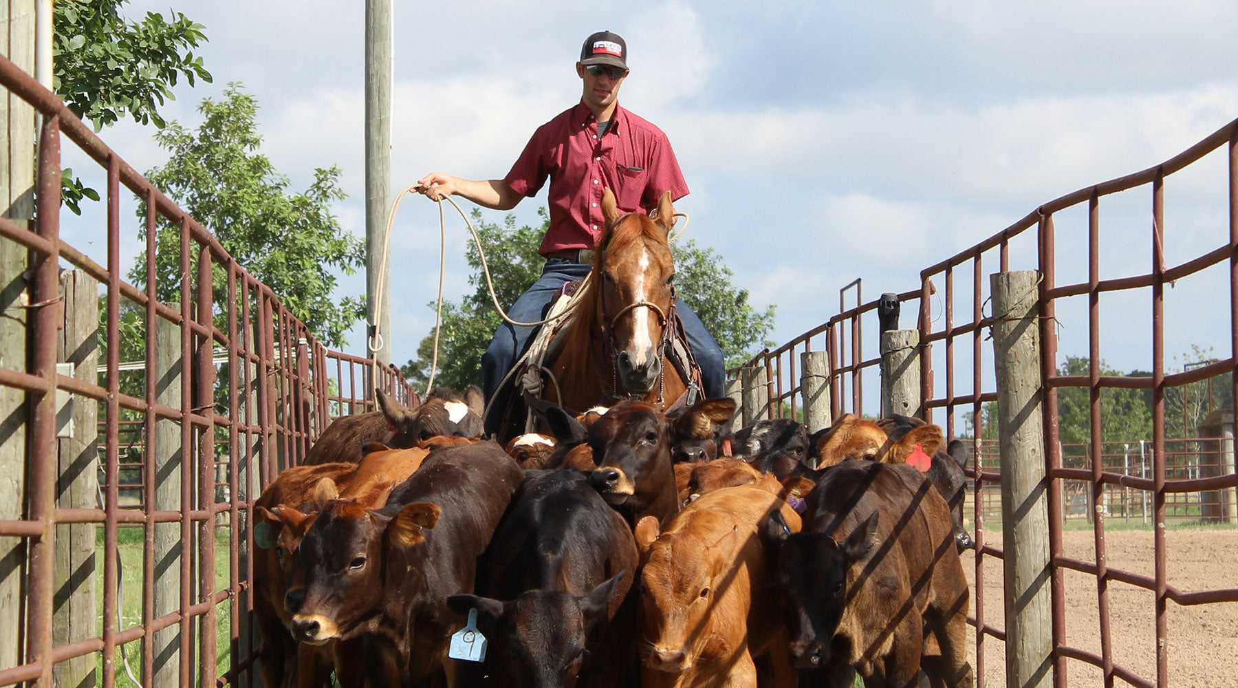 Shane Hanchey pushing calfs down the alley way to the roping pen