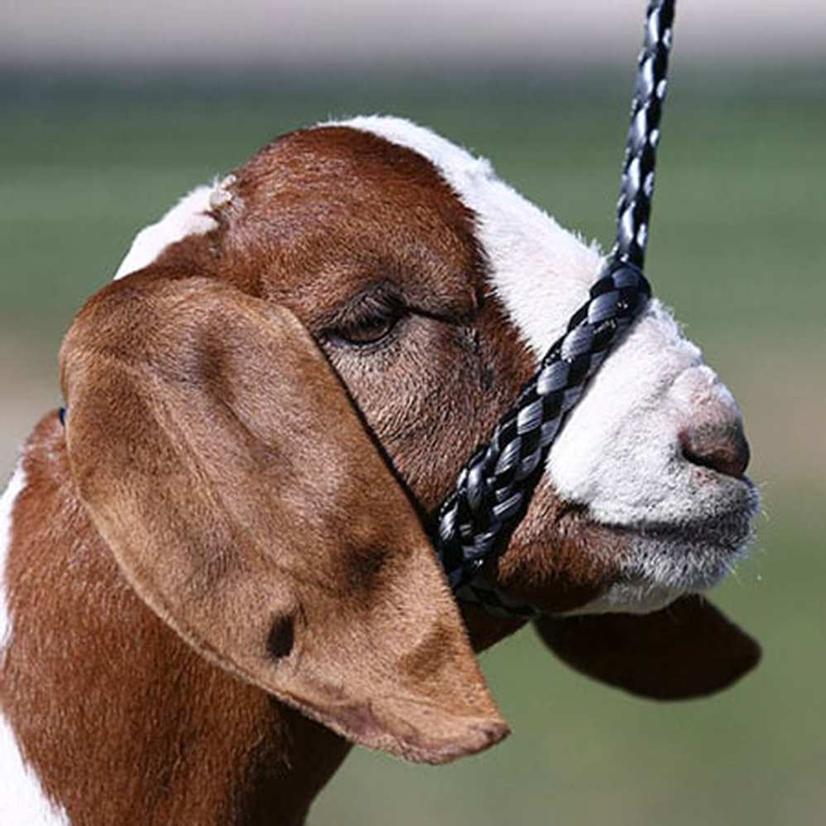 Sullivan's Soft Braid Sheep and Goat Halter - Chrome