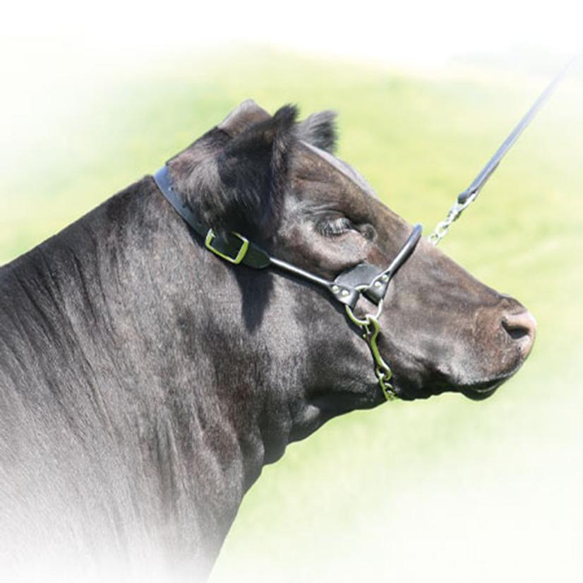 Roll Nose Medium Black Leather Show Halter