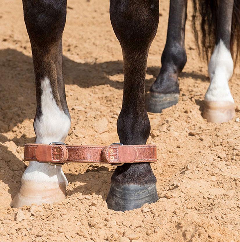 STT Leather Horse Hobble with Stainless Quick Connect