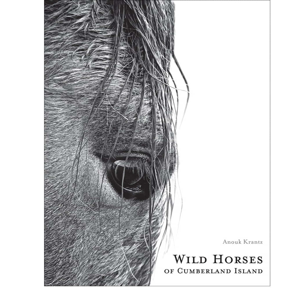 Acc Publishing Other Acc Publishing Wild Horses of Cumberland Island