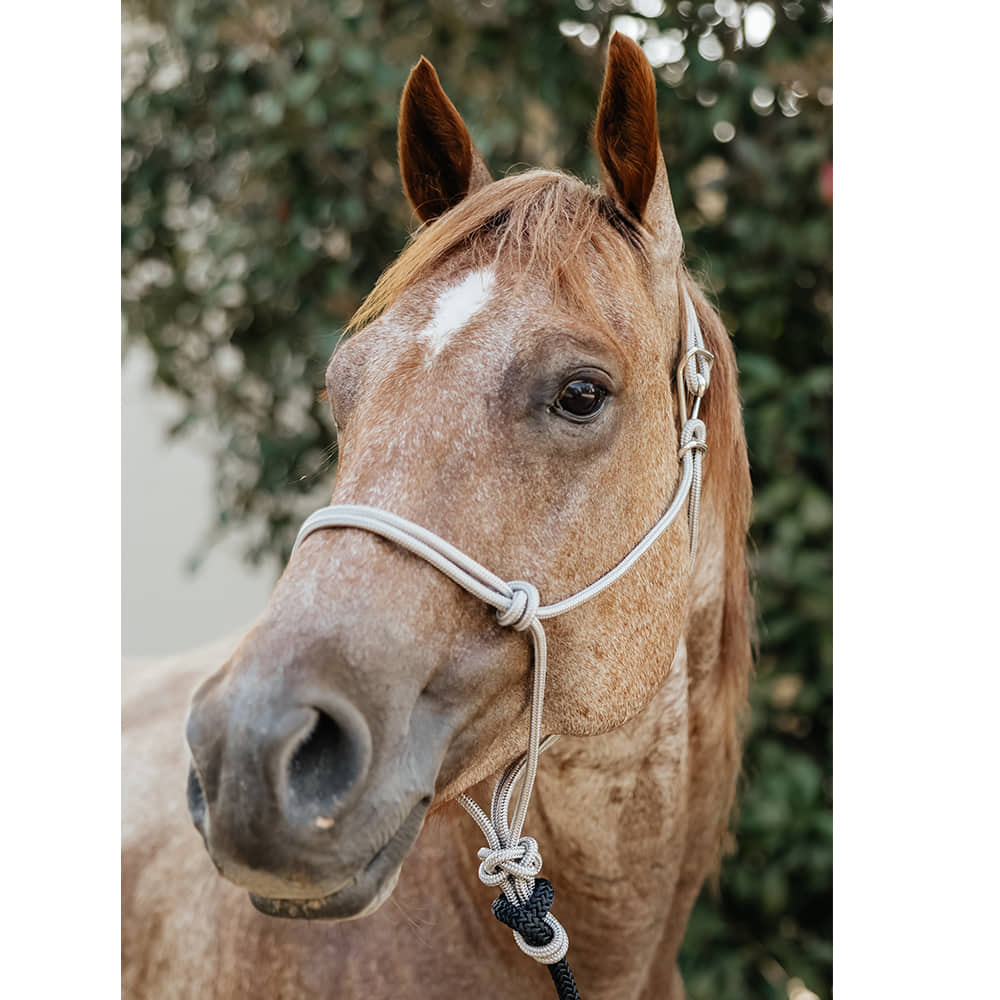 Benners Rope Halter Tack Silver/Black / Standard Horse Benner's Rope Halter With Clip And 8' Lead Rope