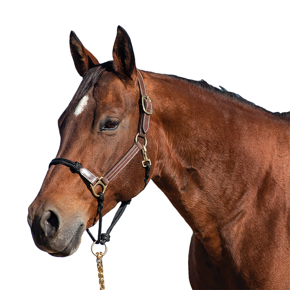 Cashel Tack Cashel Leather Rope Halter Combo