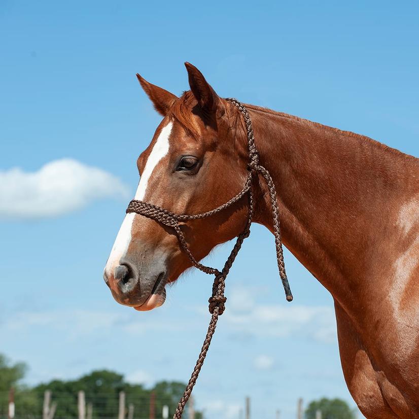 Cashel Tack Standard / Brown Cashel Flat Braid Halter With 8' Lead Rope