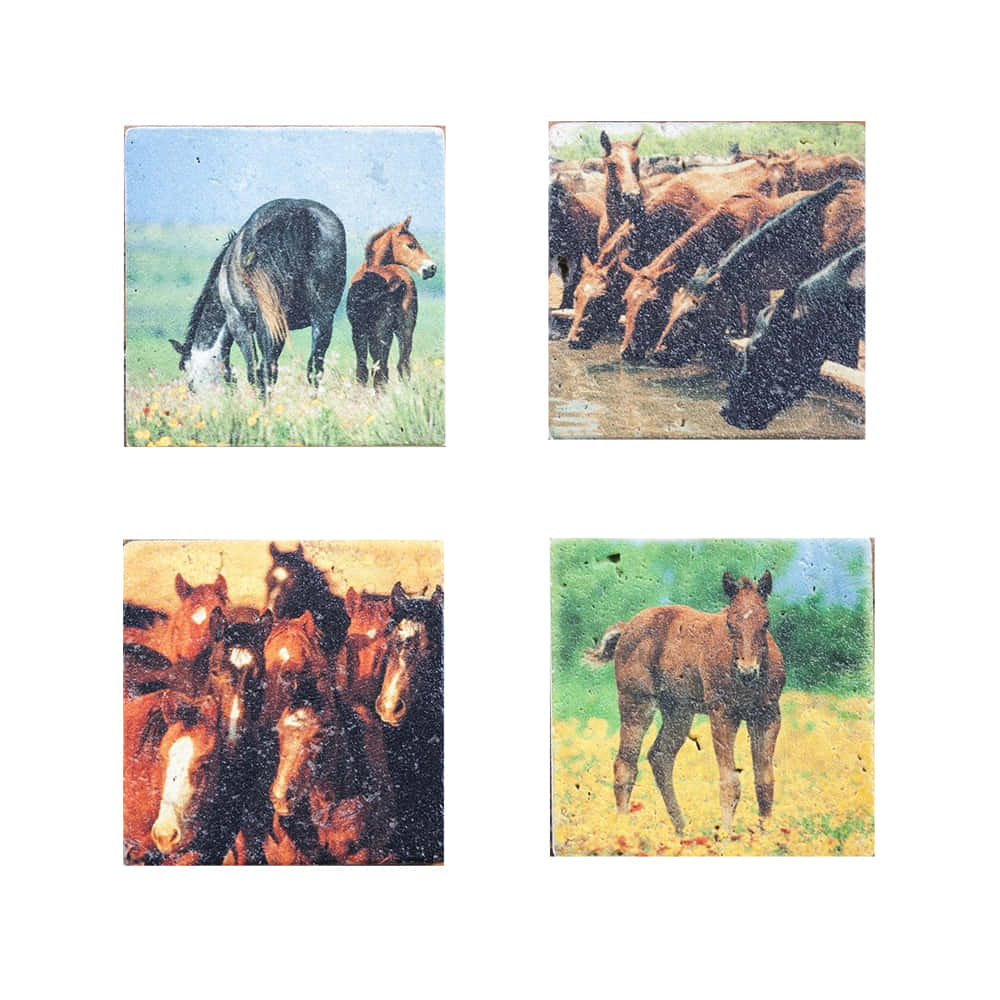 Paseo Road Home Decor HORSE COASTERS