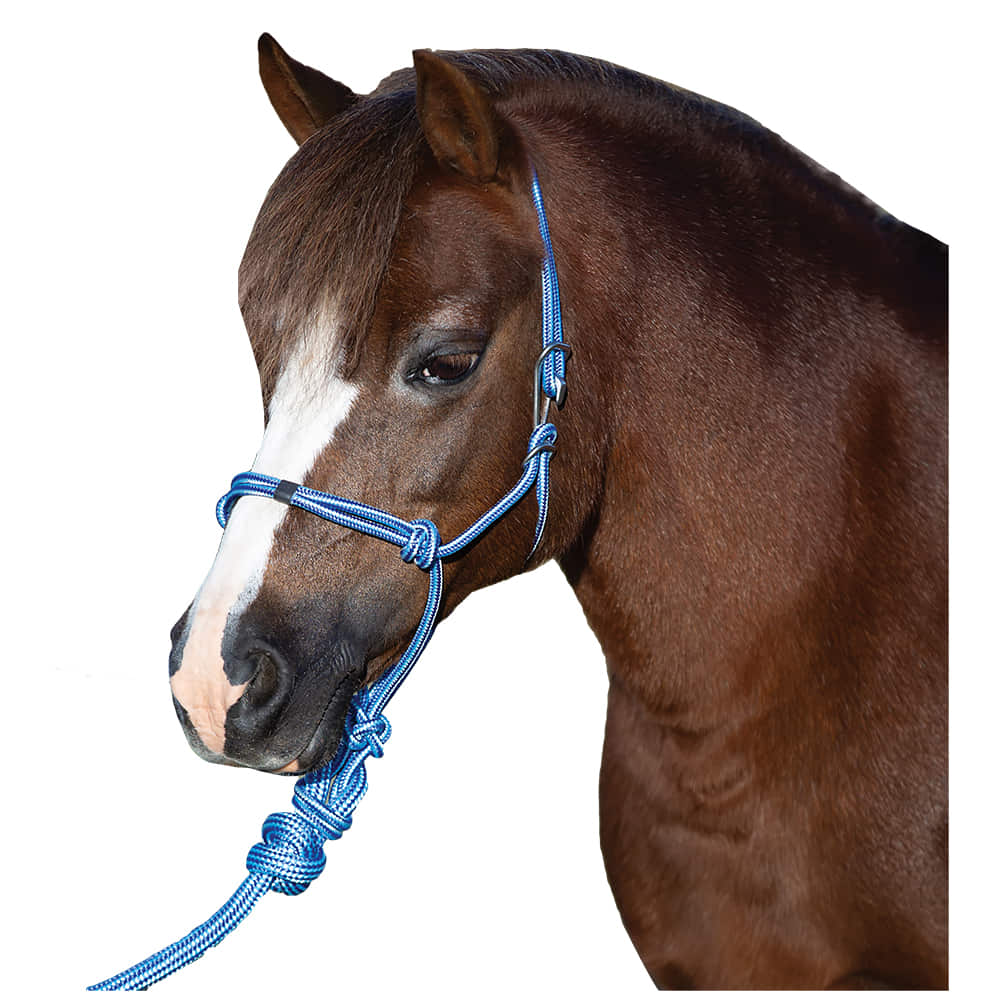 Professional's Choice Tack Turquoise / Pony Professionals Choice Pony Rope Halter