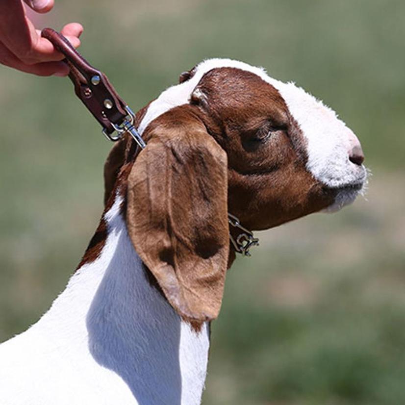 Sullivan's Supply Supplies Leather Sullivan's Leather Handle Goat Collar with Pronged Chain