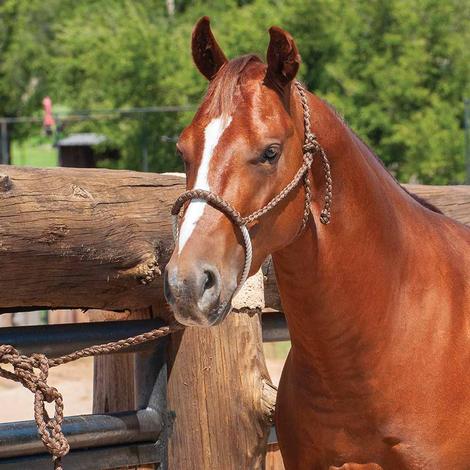 Halters  Shop Horse Halters Including Rope Halters, Western Show Halters &  Beaded Horse Halters at South Texas Tack